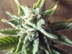 DSCF0970