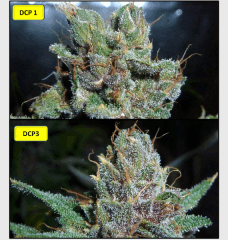 12 macro   Copy