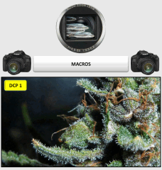10 macro   Copy