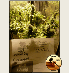 6 legal   Copy