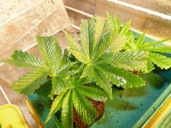P1080835 (1280x960)
