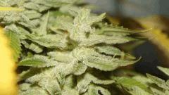 Nycd X Blue Diesel flo +47