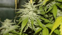 Nycd X Blue Diesel flo +47