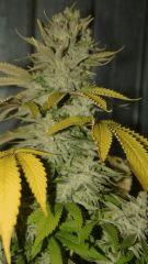 Nycd X Blue Diesel flo +47