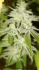 Nycd X Blue Diesel flo +47
