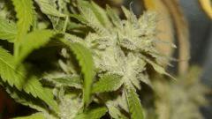 Nycd X Blue Diesel flo +47
