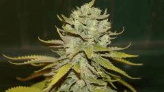 Nycd X Blue Diesel flo +47