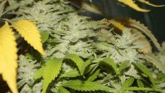 Nycd X Blue Diesel flo +47