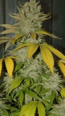 Nycd X Blue Diesel flo +47 Wwaaouuu