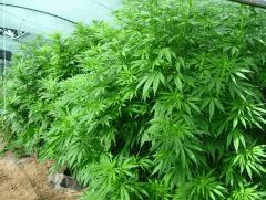 Remedy grow test 2011