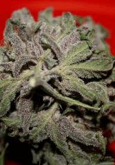 Real Lavender Dampkring Bagseed 8