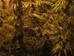 Arjan's Haze 3