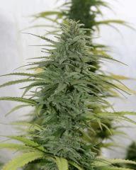 Cheese Exodus Flo  31 2