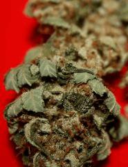 Skywalker Regular Dutch Passion