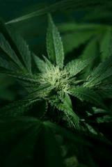 OG Kush 1 20 septembre C (2)
