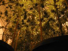 Arjan's Haze 3 e