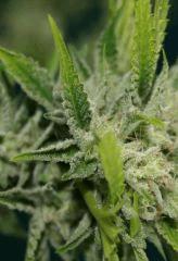 OG Kush 2 26 octobre récolte 2