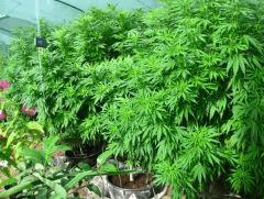 Remedy grow test 2011 3