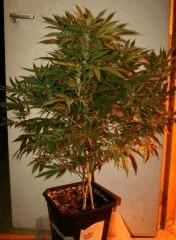 Cheese Exodus Pm 2 Flo  21 1