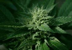 Og Kush 2 20 septembre B