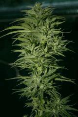 Buddha Sister X Amnésia Haze Alien freebies récolte 28 octobre B