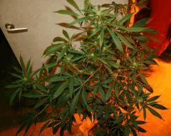Cheese Haze Dark Flo  21 6