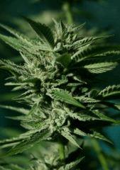OG Kush 1 22 octobre récolte 3