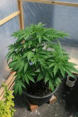 Kosher Kush Goldlabel 2