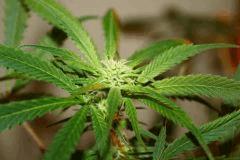 Cheese Haze Dark Flo  21 4