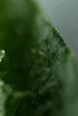 Trichomes purple sur Headband 2 (Sour Kush) RP 6