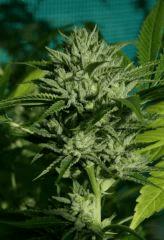 OG Kush 2 22 octobre