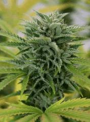 Kosher Kush 2b