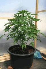 Kosher Kush Goldlabel