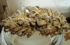 Grape Og Cali Connection 1