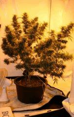 Jasmin 14b