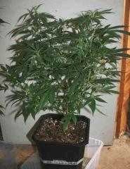 Exodus Cheese Pm 1 2