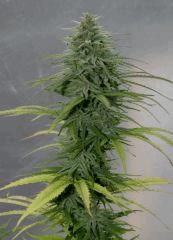 Jasmin 8b