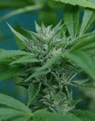 OG Kush 2 B Bud vitesse normal 9 octobre