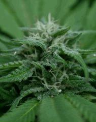 Blueberry B 9 octobre