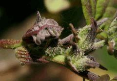Blueberry C