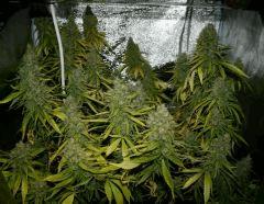 Jasmin Flo 57 Cut