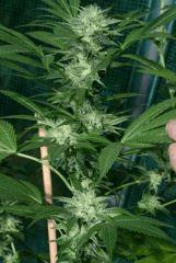 OG Kush 2 branche En avance 4