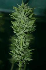 OG Kush 18 28 octobre (récolte) B