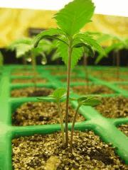 Triple Qleaner Tga Subcool (une graine = trois plantes)