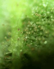 Trichomes purple sur Headband 2 (Sour Kush) RP 2