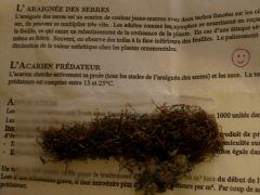 plan cul pour araîgnées rouges