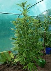 Headband 2 (Sour Kush)  9 octobre