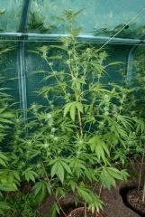 OG Kush 2 9 octobre