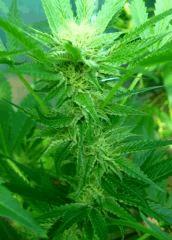 OG Kush 2 branche En avance