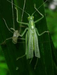 Insecte